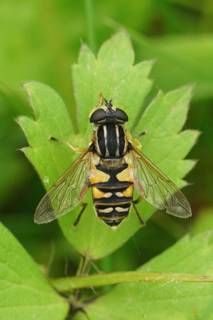 Natural closeup on a dangling marsh-lover hoverfly,Helophilus pendulus sitting on a green leaf in...