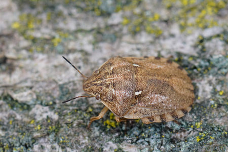 Natural closeup on a Tortoise shieldbug, Eurygaster maura sitting on wood