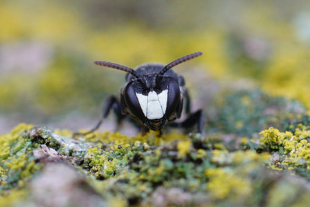 Detailed facial close-up on a Large Yellow-face Bee, Hylaeus signatus sitting on wood