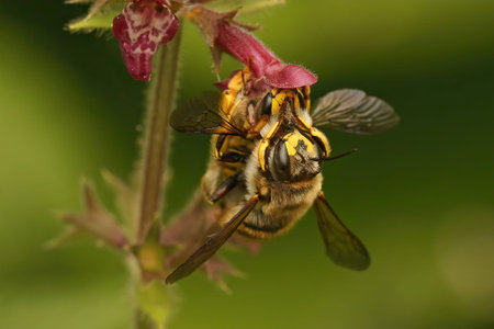 Natural closeup on a copulation of a male and female European woolcarder bee, Anthidium manicatum
