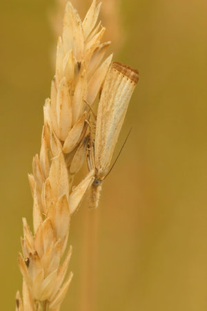 Natural closeup on the Common European grass-veneer moth, Agriphila straminella, hanging downwards...