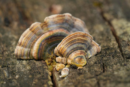 Natural closeup on the common polypore mushroom, Trametes versicolor growing on a beech tree-trunk