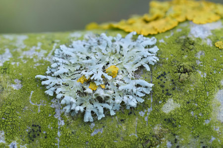 Natural closeup on a grey-colored Hooded rosette lichen, Physcia adscendens, on a branchの写真素材