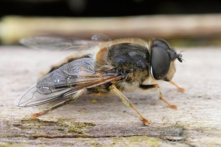 Detailed closeup on a tapered drone fly, Eristalis pertinax sitting on wood