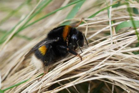 Detailed closeup on a large bulky queen buff-tailed bumblebee, Bombus terrestris sitting on a the...