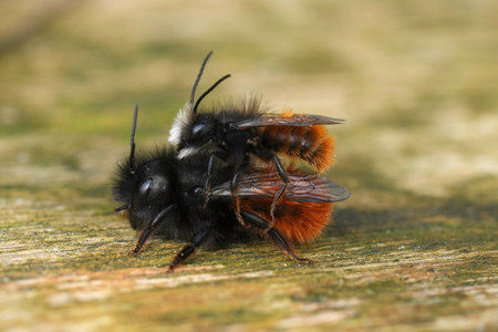 Natural closeup on a male and female European horned mason bees, Osmia cornuta, copulating on a wooden table outdoorsの写真素材