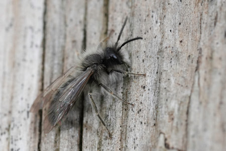 Detailed natural closeup on a male nycthemeral miner, Andrena nycthemera sitting on woodの写真素材