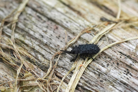 Detailed closeup on a small black spiky European plant parasite weevil beetle, Hispa atra