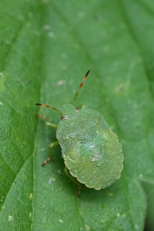 Natural vertical closeup on a nymph instar of the Green shieldbug, Palomena prasina