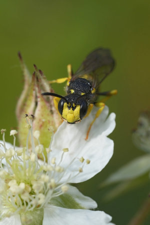 Natural frontal closeup on an ornate tailed digger wasp, Cerceris rybyensis, on top of a...
