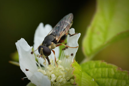 Natural closeup on a European thick-legged hoverfly, Syritta pipiens drinking nectar from a...