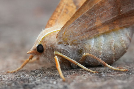 Natural extreme closeup on a female Dusky Thorn geometer moth, Ennomos fuscantariaの写真素材
