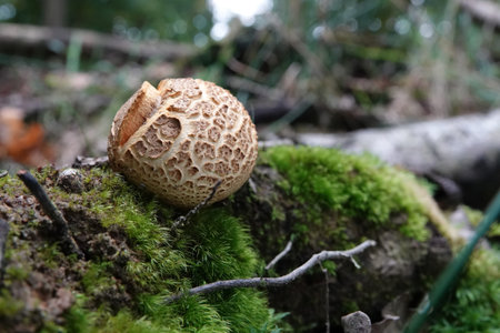 Natural closeup on the common earthball or pigskin poison puffball mushroom, Scleroderma citrinum on...
