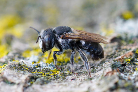 Natural closeup on an adult female Small Centaurea Leafcutter bee , Megachile apicalis form Southern...