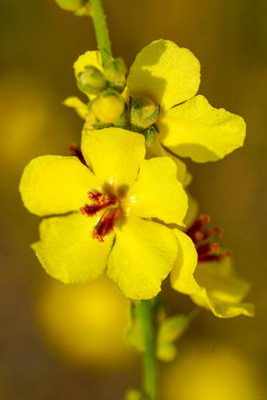 Detailed close-up shows bright yellow Mullein flowers sprouting, bloom in an outdoor environment....