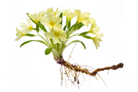 healing plants: Primrose (primula vulgaris) Whole plant on white background