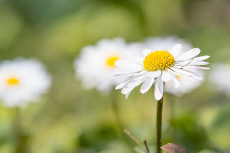 Daisies (Bellis perennis) in the meadowの写真素材