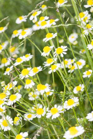 Chamomile - Matricaria chamomilla the waysideの写真素材