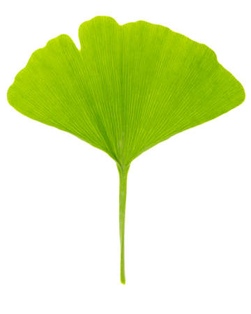 Single fresh spring green leaf of gingko (Ginkgo biloba) isolated on white backgroundの写真素材