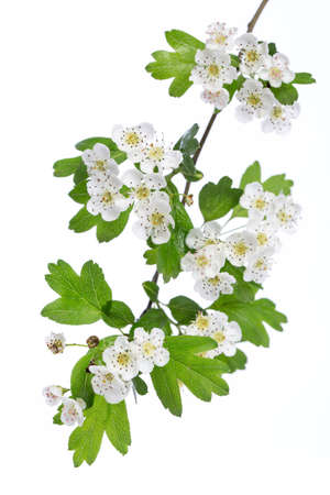 healing plants: Hawthorn (Crataegus monogyna) branch with flowers on a white backgroundの写真素材