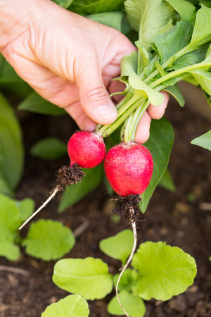 homegrown vegetables: hand holds two radishes in front of dark loam