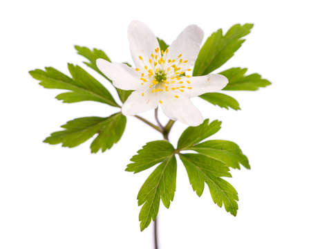 plant studies: Wood Anemone (Anemone nemorosa)の写真素材