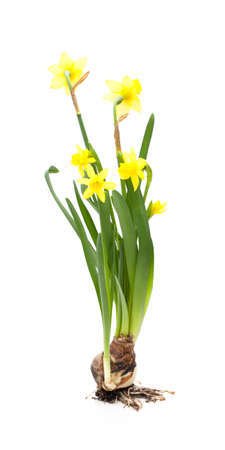 Daffodils (Narcissus) in front of a white backgroundの写真素材