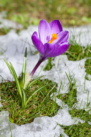 Crocus in the meadow with melting snowの写真素材