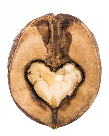 heart shaped kernel inside a half walnut isolated on white background. Real edible fruit and vegetable. Cutted to half or slices isolated on white background,の写真素材