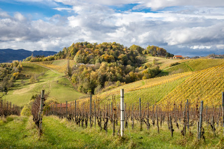 rural landscape scene with hills and vine yards in the south styrian region called Weinstrasse SÃ¼dsteiermark and with some clouds in the sky in the backgroundの写真素材