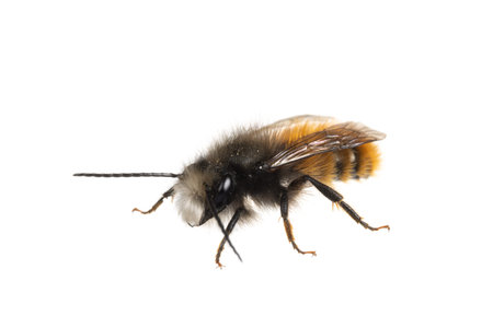 insects of europe - bees: front view of male Osmia cornuta European orchard bee (german Gehoernte...