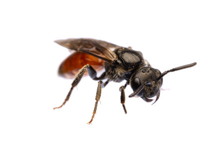 insects of europe - bees: diagonal front view of blood bee Specodes  (german Blutbiene)  isolated on white backgroundの写真素材