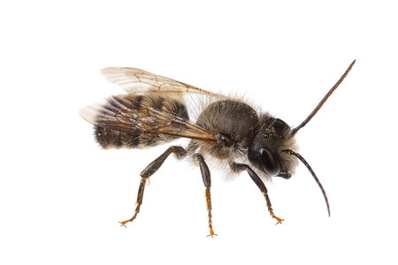 insects of europe - bees: macro of male Osmia bicornis  red mason bee (german Rote Mauerbiene) ...
