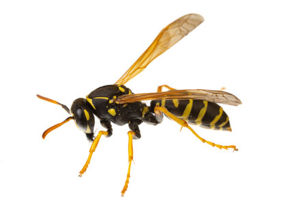 insects of europe - wasps: macro of paper wasp ( Polistes nimpha )  isolated on white background - side viewの写真素材