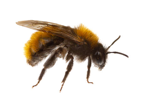 insects of europe - bees: macro of female tawny mining bee ( Andrena fulva german Rotpelzige Sandbiene)  isolated on white background side viewの写真素材
