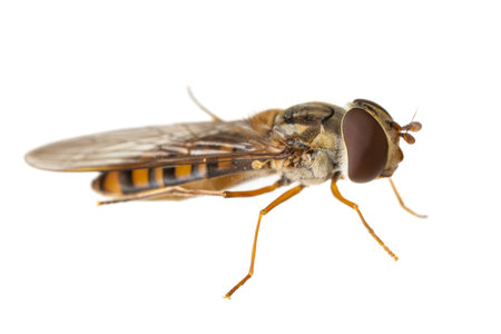 insects of europe - flies: side view macro of hoverfly Episyrphus balteatus ( marmalade hoverfly...