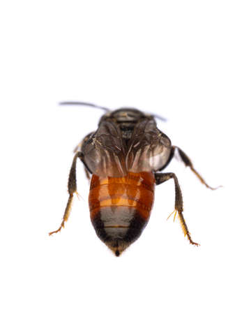 insects of europe - bees: rear view of blood bee Specodes  (german Blutbiene)  isolated on white background withの写真素材