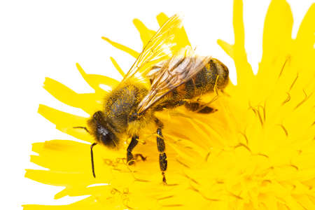 insects of europe - bees: macro of european honey bee ( Apis mellifera) isolated on white background sitting on a yellow flowerの写真素材