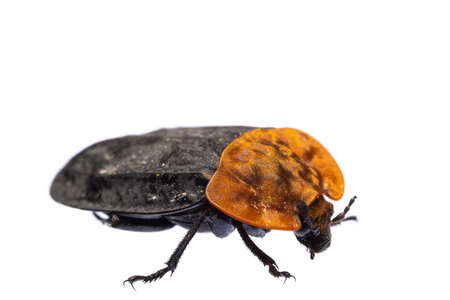 insects of europe - beetles: side view macro of red-breasted carrion beetle ( Oiceoptoma thoracicum german Rothalsige Silphe )  isolated on white backgroundの写真素材