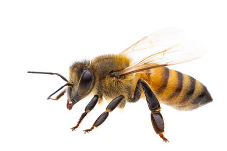 insects of europe - bees: side view macro of european honey bee ( Apis mellifera) isolated on white background - detail of headの写真素材