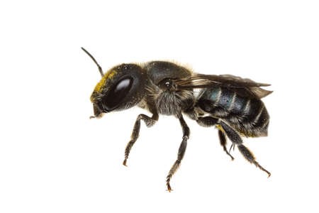 insects of europe - bees: side view of female Osmia caerulescens blue mason bee  (german Stahlblaue Mauerbiene)  isolated on white backgroundの写真素材