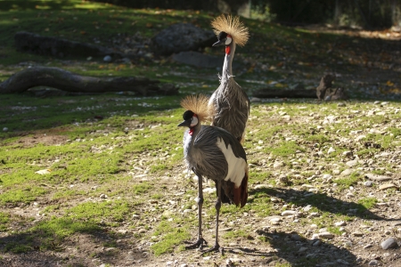 Two crowned cranes in a sunny dayの写真素材
