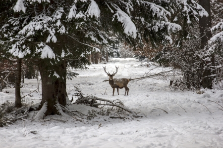 A deer looking for food in the forestの写真素材