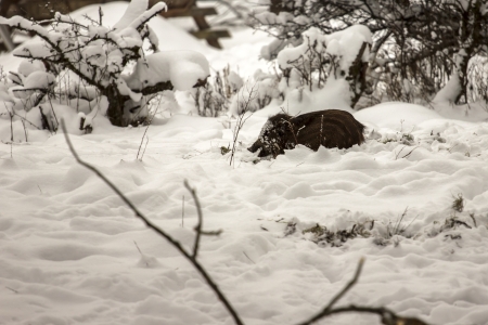 a young boar playing in the snowの写真素材