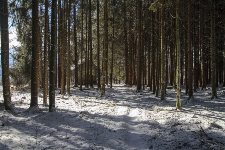 A cottage in a forest lightの写真素材