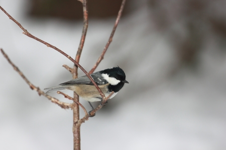A titmouse on a branch line waiting to foodの写真素材