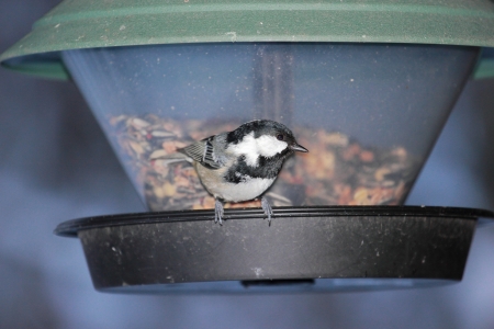 Great Tit at a bird feeder look at photographerの写真素材