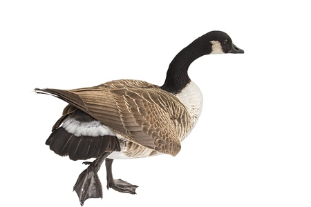 The Canada Goose, isolated on a white background.の写真素材