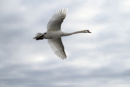 A swan in flight with wings open niceの写真素材