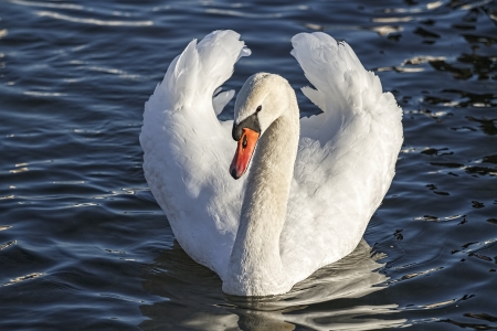 A beautiful swan on a bule lake.の写真素材